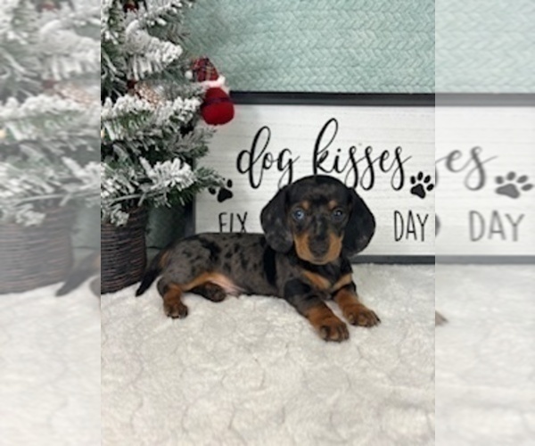 Medium Photo #7 Dachshund Puppy For Sale in GREENFIELD, IN, USA