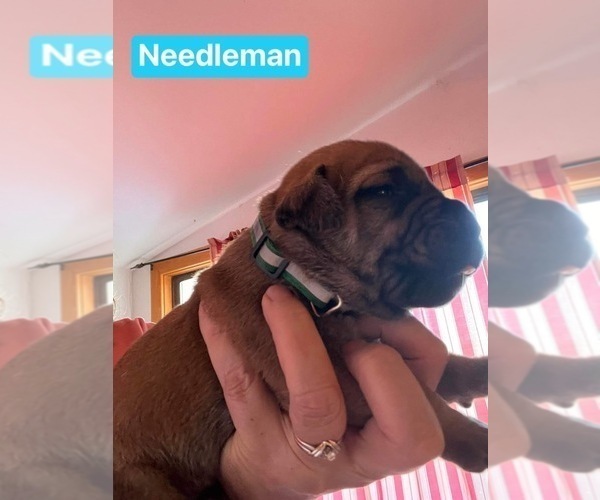 Medium Photo #2 Boerboel Puppy For Sale in DELTA, CO, USA