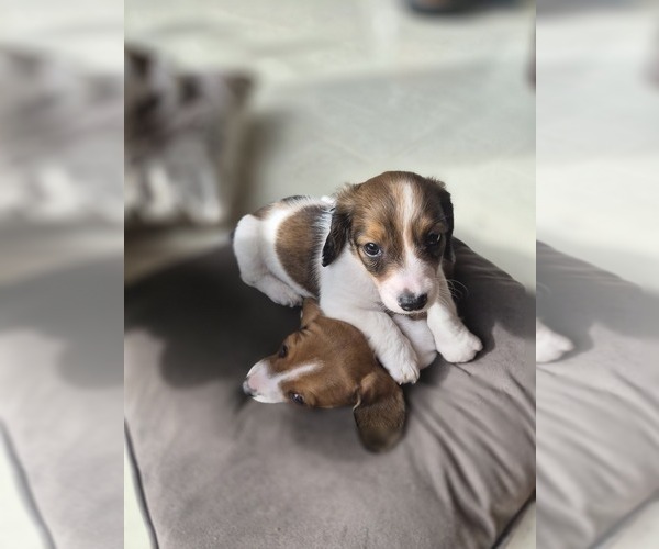 Medium Photo #8 Dachshund Puppy For Sale in SAINT CLOUD, FL, USA