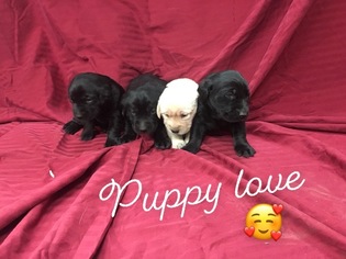 Labrador Retriever Puppy for sale in LITTLE FALLS, MN, USA