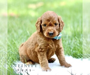 Goldendoodle Puppy for sale in NEW HOLLAND, PA, USA