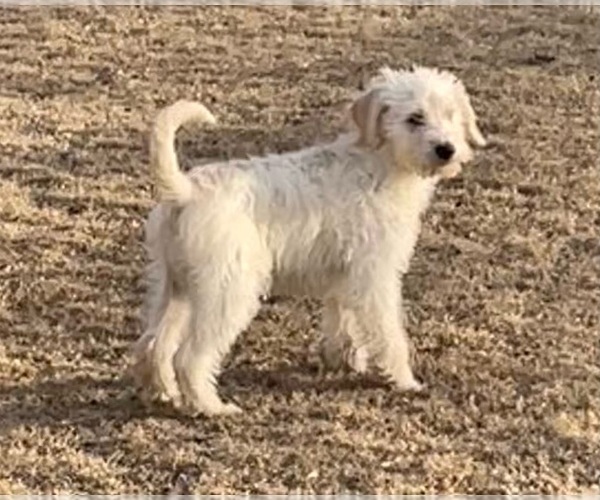 Medium Photo #1 Labradoodle Puppy For Sale in KINGSTON, GA, USA
