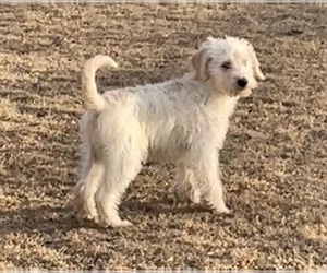 Cowboy Corgi Puppy for sale in KINGSTON, GA, USA