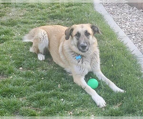Medium Photo #1 Anatolian Shepherd-German Shepherd Dog Mix Puppy For Sale in Sacramento, CA, USA