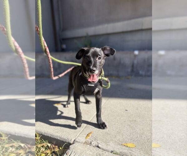 Medium Photo #3 Italian Greyhound-Labrador Retriever Mix Puppy For Sale in Studio City, CA, USA
