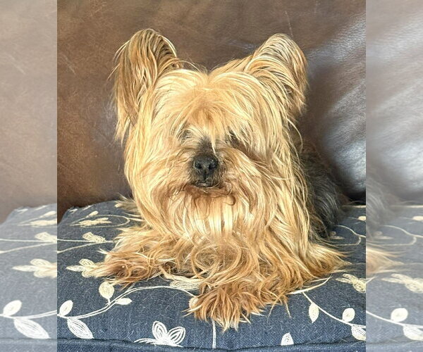 Medium Photo #1 Mutt Puppy For Sale in Boonton, NJ, USA