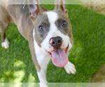 Small #1 American Pit Bull Terrier Mix