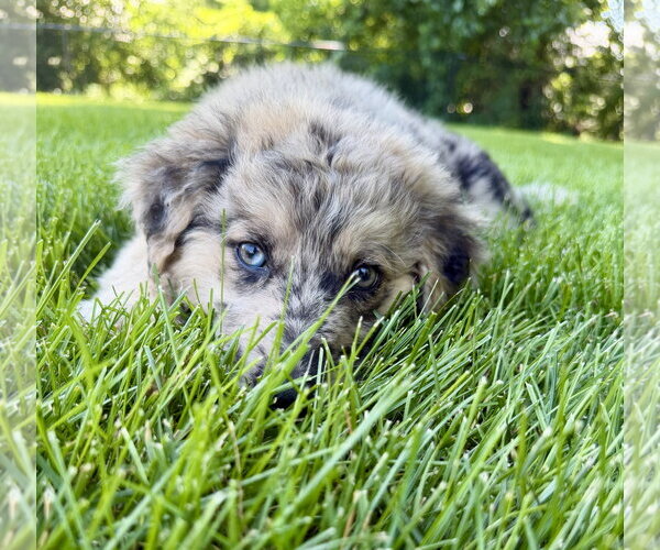 Medium Photo #5 Australian Shepherd-Unknown Mix Puppy For Sale in Plainfield, IL, USA
