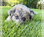 Small #4 Australian Shepherd Mix