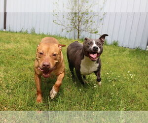 Winnie J - Female Labrador Retriever-Staffordshire Bull Terrier Mix Dog for Adoption - Photo #4