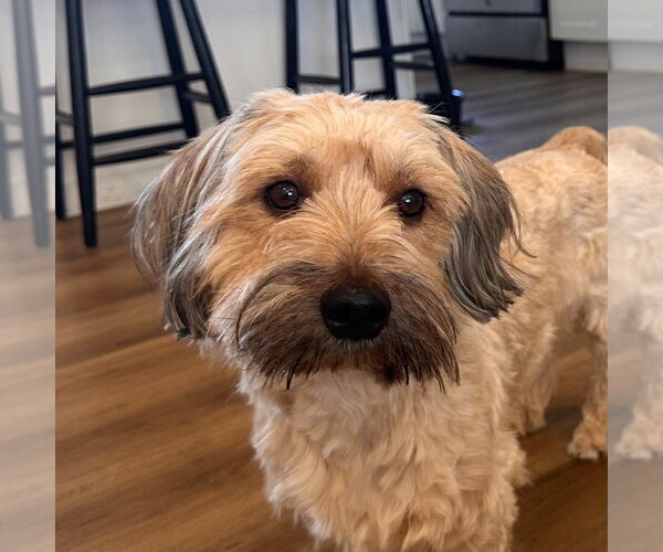 Medium Photo #1 Havanese-Unknown Mix Puppy For Sale in Canton, CT, USA