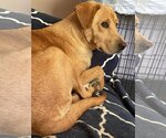 Small #1 Labrador Retriever Mix