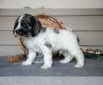 Small #5 Cocker Spaniel