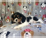 Small #6 Cavalier King Charles Spaniel