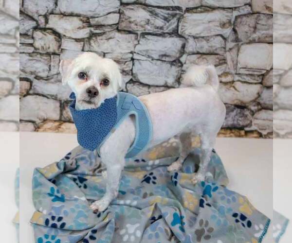 Medium Photo #5 Mutt Puppy For Sale in Kennesaw, GA, USA