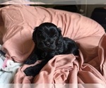 Small #7 Cavapoo