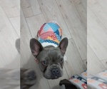 Small #4 French Bulldog