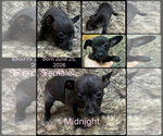 Small #2 Rat Terrier