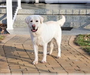 Father of the Labrador Retriever puppies born on 12/30/2025