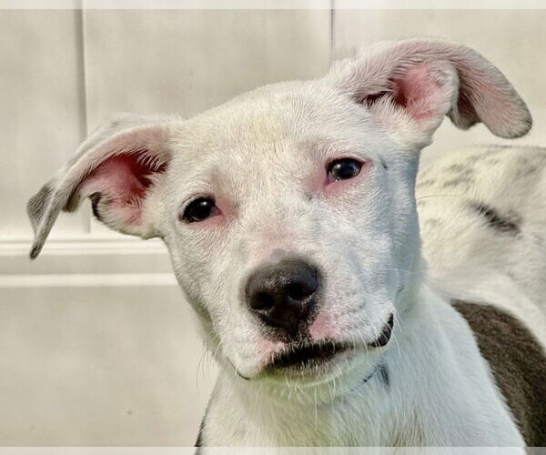 Medium Photo #1 Mutt Puppy For Sale in Canton, CT, USA