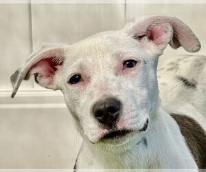 Mutt Dogs for adoption in Canton, CT, USA
