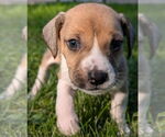 Small #1 Beagle