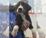 Small Labrador Retriever