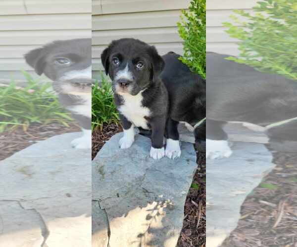 Medium Photo #1 Great Pyrenees-Unknown Mix Puppy For Sale in MIDWAY, UT, USA