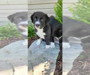 Great Pyrenees-Unknown Mix Dogs for adoption in MIDWAY, UT, USA