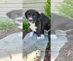 Small Great Pyrenees Mix