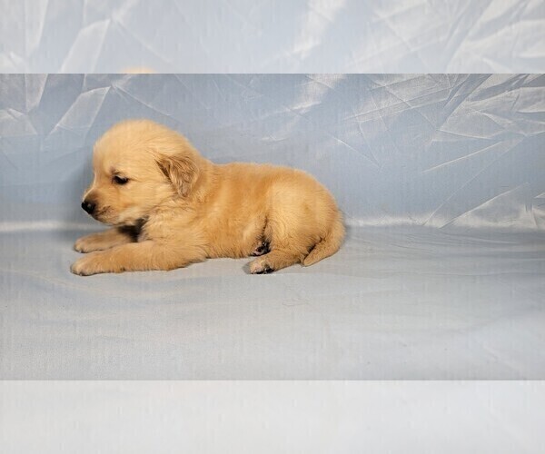 Medium Photo #9 Golden Retriever Puppy For Sale in FALCON, CO, USA