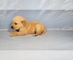 Small #8 Golden Retriever
