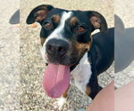 Small #4 American Pit Bull Terrier Mix