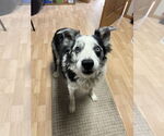 Small #5 Collie Mix