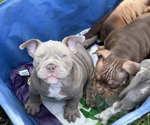 American Bully Puppy for sale in CASSELBERRY, FL, USA