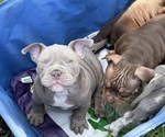 Small American Bully