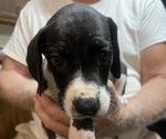 Small #4 Great Dane