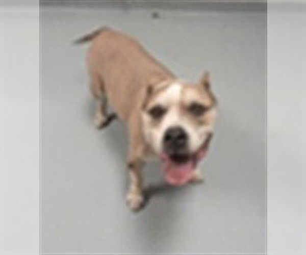 Medium Photo #1 Mutt Puppy For Sale in St. Cloud, FL, USA