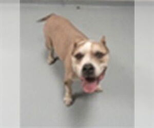 Mutt Dogs for adoption in St. Cloud, FL, USA