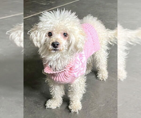 Medium Photo #5 Poodle (Miniature)-Unknown Mix Puppy For Sale in Corona, CA, USA