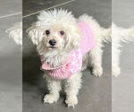 Small #4 Poodle (Miniature) Mix