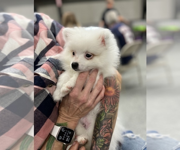 Medium Photo #2 Pomeranian Puppy For Sale in WONDER LAKE, IL, USA