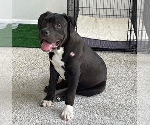 American Bully Puppy for sale in ORLANDO, FL, USA