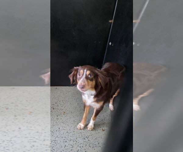 Medium Photo #2 Australian Shepherd-Unknown Mix Puppy For Sale in Osgood, IN, USA