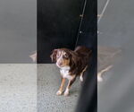 Small #1 Australian Shepherd Mix