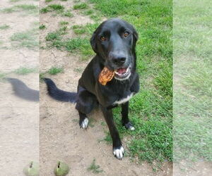 Labrador Retriever-Unknown Mix Dogs for adoption in Fort Wayne, IN, USA