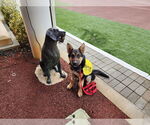 Small #32 German Shepherd Dog