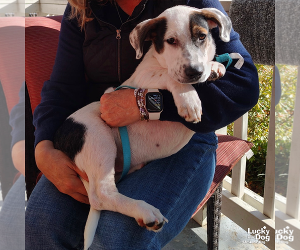 Medium Photo #3 Basset Hound-Unknown Mix Puppy For Sale in Washington, DC, USA