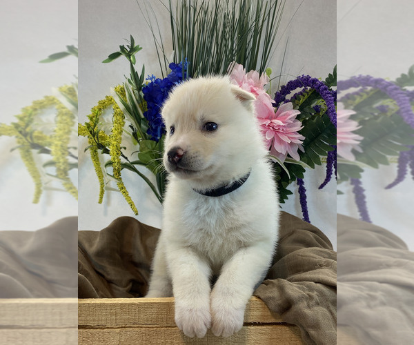 Medium Photo #3 Pomsky Puppy For Sale in ROCKFORD, IL, USA