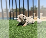 Small #8 English Bulldog